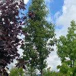 Hruška okrasná (Pyrus calleryana) ´CHANTICLEER´ - výška 500 cm, obvod kmeňa: 20/25 cm, kont. C230L